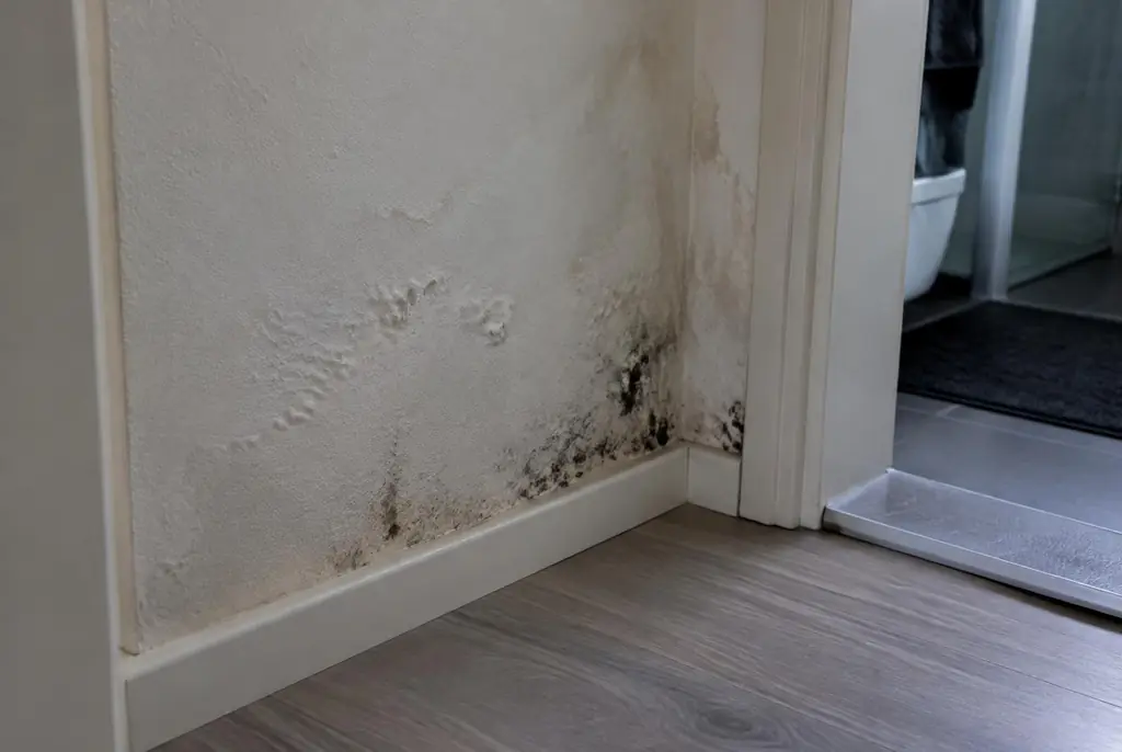 Lekdetectie Kamerik – vochtplek met schimmel op een muur